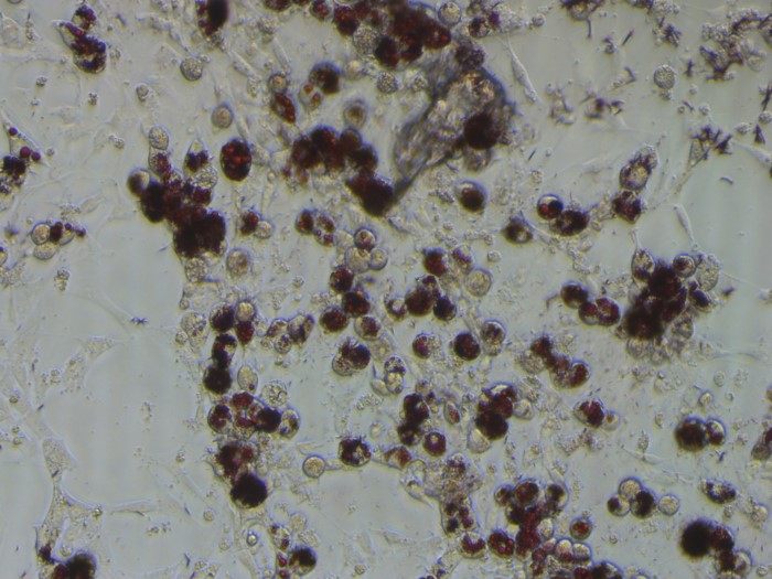 大鼠脂肪干細胞