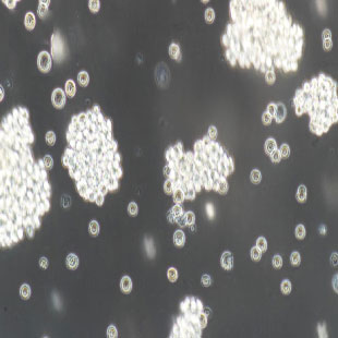 GH3 大鼠垂體瘤細(xì)胞(暫不提供)