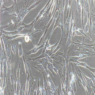 Hs68 人男性正常龜頭細(xì)胞