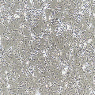 人原代輸尿管上皮細(xì)胞