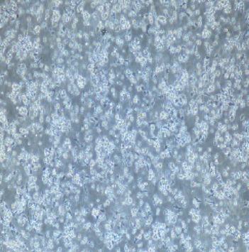 PBMC人源外周血單個核細胞