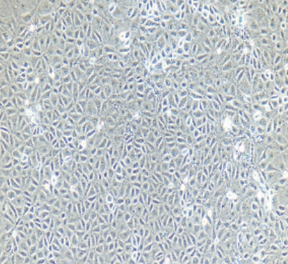 小鼠原代支氣管上皮細(xì)胞