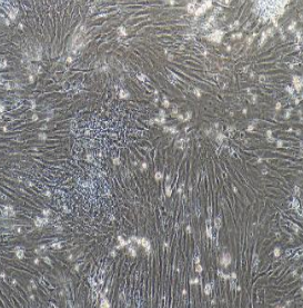 小鼠原代腸間質(zhì)細(xì)胞