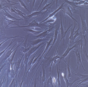 小鼠原代胸腺基質(zhì)細胞