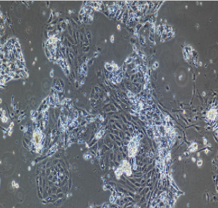 小鼠原代頜下腺上皮細(xì)胞