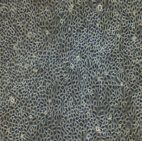 小鼠原代乳腺導(dǎo)管上皮細(xì)胞