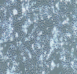 兔原代結(jié)腸粘膜上皮細(xì)胞