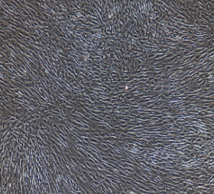 兔原代結(jié)腸平滑肌細(xì)胞