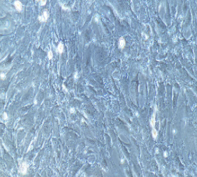 兔原代腎小球系膜細(xì)胞