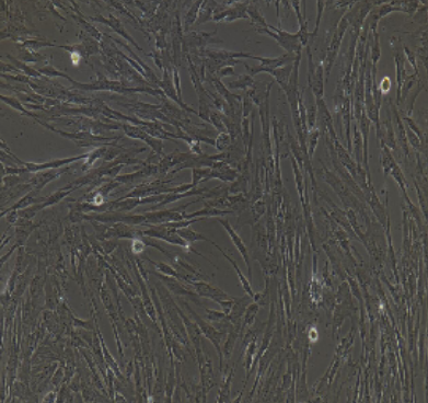 兔原代牙周膜成纖維細(xì)胞