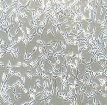 WM-115 人惡性黑色素瘤細胞