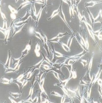 WM-115 人惡性黑色素瘤細胞