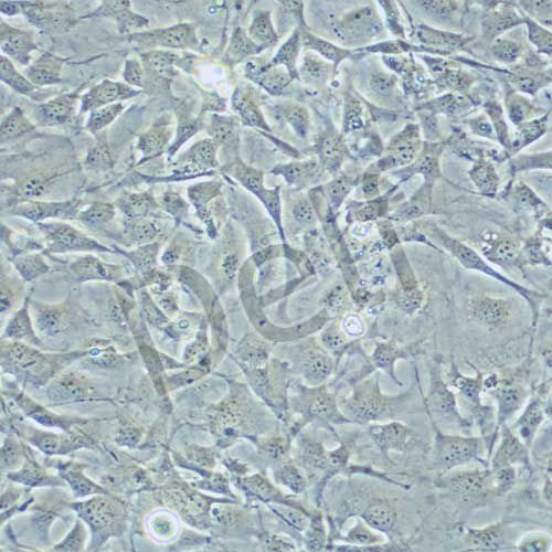 3T3-L1 小鼠胚胎成纖維細胞
