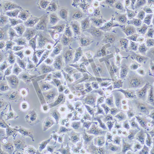 5-8F 人高轉(zhuǎn)移鼻咽癌細(xì)胞系