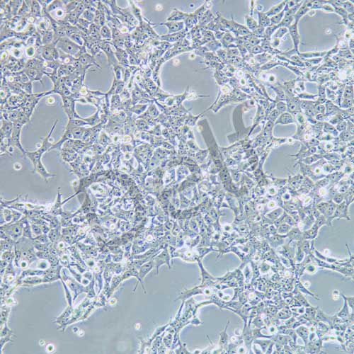 293FT 人胚腎細胞