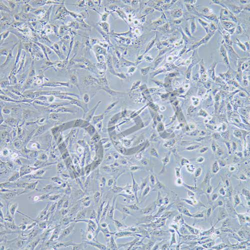 786-O 人腎透明細(xì)胞癌細(xì)胞