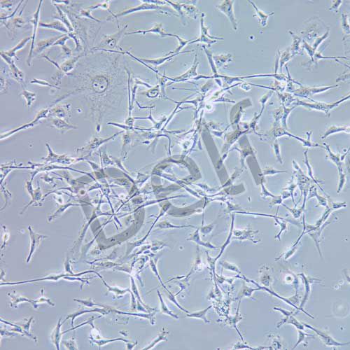 8305C 人甲狀腺癌細(xì)胞
