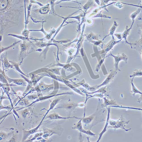 8305C 人甲狀腺癌細(xì)胞