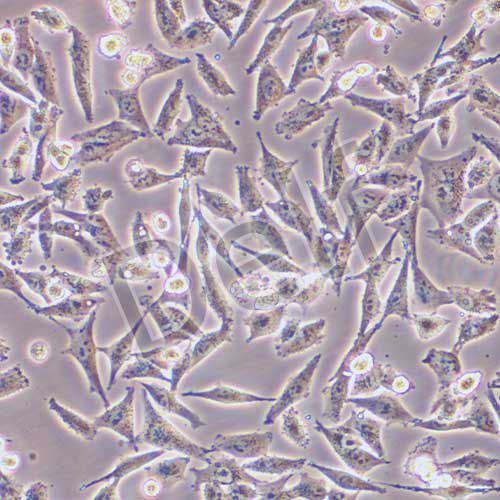 A375 人惡性黑色素瘤細(xì)胞