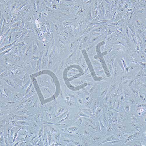 A498 人腎癌細胞