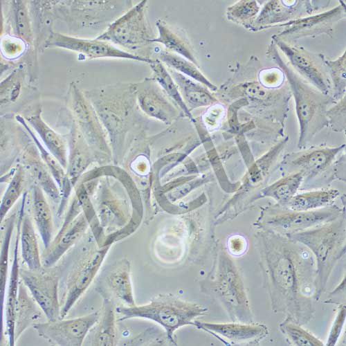 A2058 人黑色素瘤細(xì)胞
