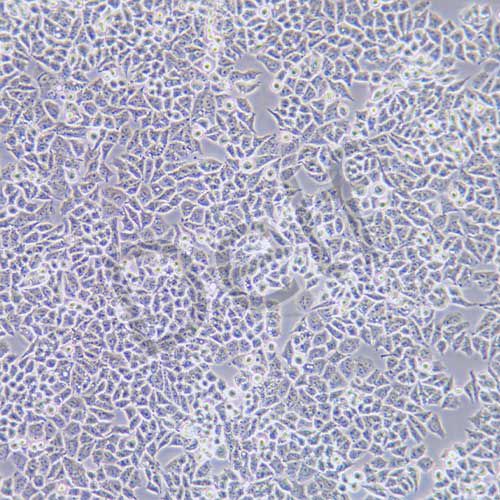 A2780 人卵巢癌細(xì)胞