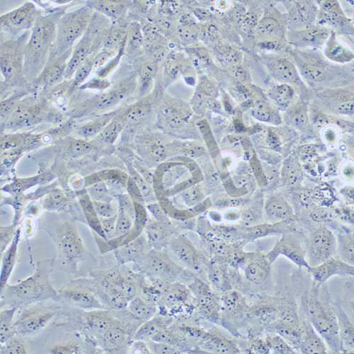 AC16 人心肌細(xì)胞