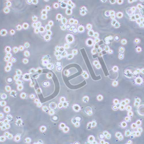 Ana-1 小鼠巨噬細胞