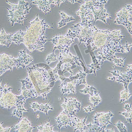 AR42J 大鼠胰腺外分泌細(xì)胞