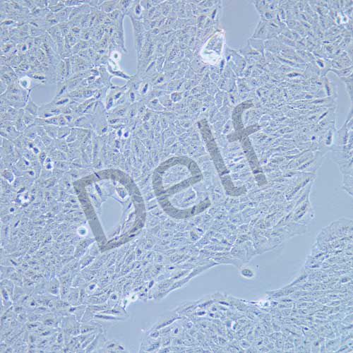 ARPE-19 人視網(wǎng)膜色素上皮細胞