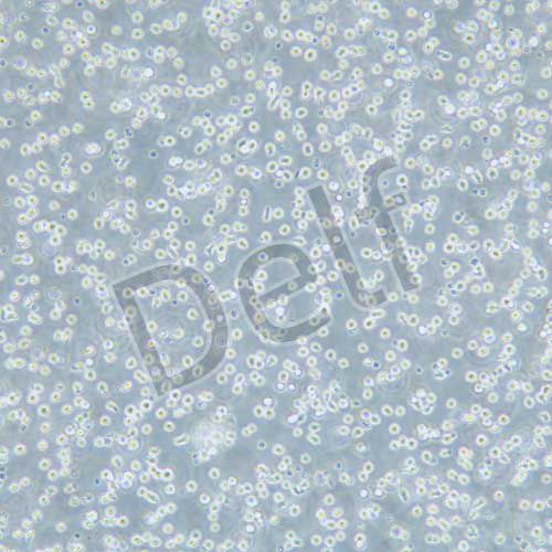 BAF3 小鼠原B細(xì)胞株