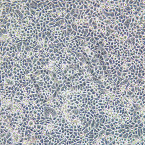 Bel-7402 人肝癌細(xì)胞