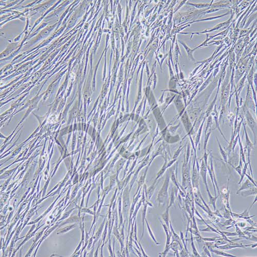 BHK-21 倉(cāng)鼠腎成纖維細(xì)胞