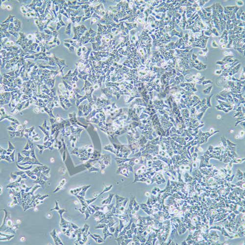 BIU-87 人膀胱癌細胞