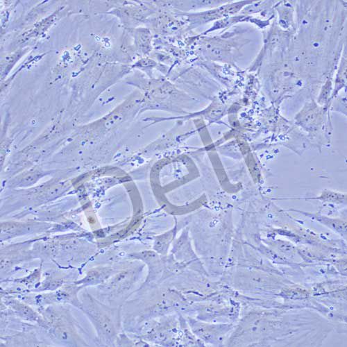 BJ 人皮膚成纖維細(xì)胞