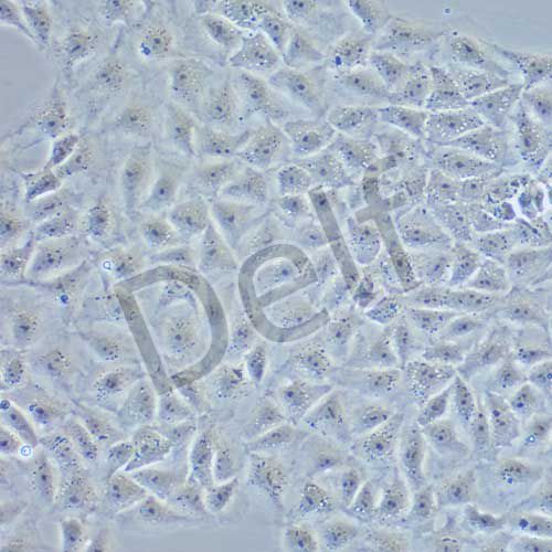 BRL 大鼠肝細(xì)胞