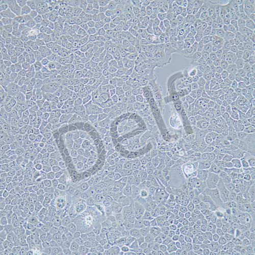 Bxpc-3 人原位胰腺腺癌細(xì)胞