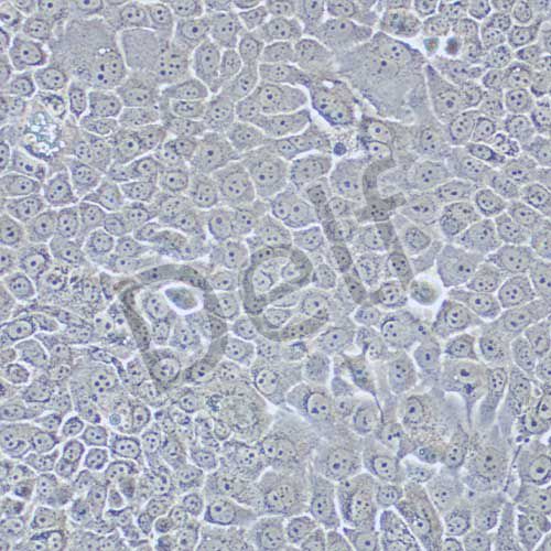 Bxpc-3 人原位胰腺腺癌細(xì)胞