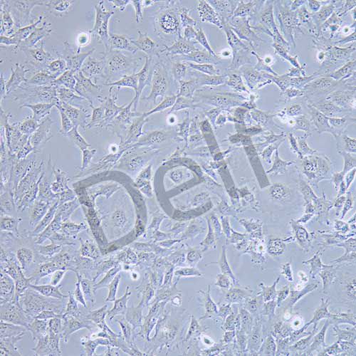 C17.2 小鼠神經(jīng)干細(xì)胞