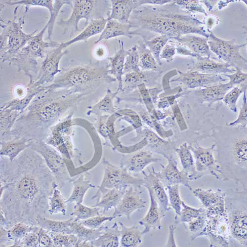 C17.2 小鼠神經(jīng)干細(xì)胞