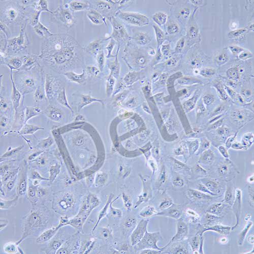 Caki-2 人腎透明細胞癌細胞