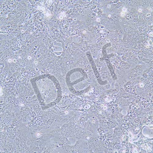 Capan-1 人胰腺癌細胞