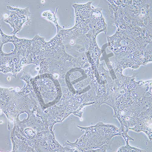 Capan-2 人胰腺癌細(xì)胞