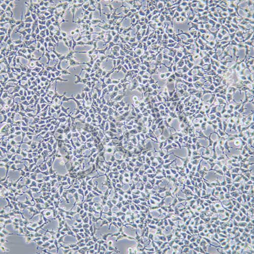HEK-293T 人胚腎細(xì)胞