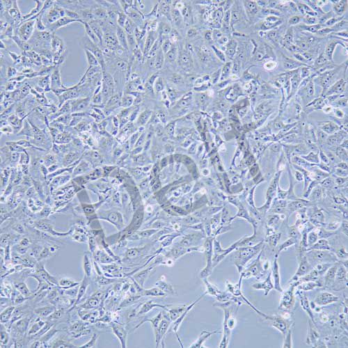 769-P 人腎細(xì)胞腺癌細(xì)胞