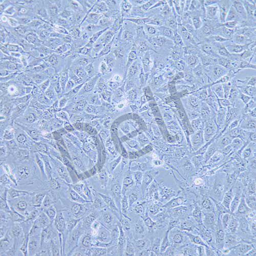 BT-549 人乳腺管癌細(xì)胞