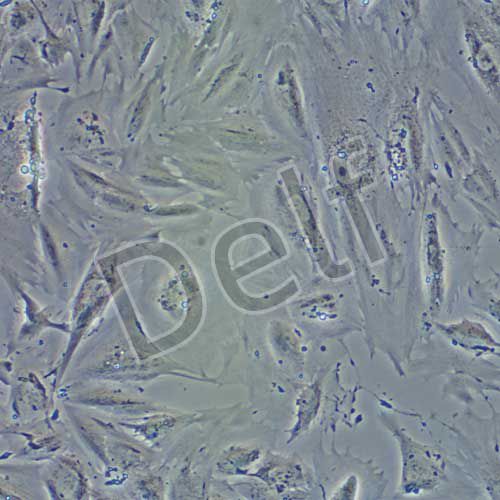 CCD841 CON 人正常結(jié)腸上皮細(xì)胞