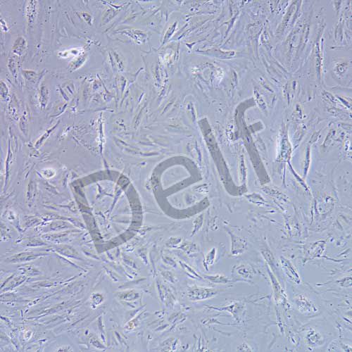 CCD841 CON 人正常結(jié)腸上皮細(xì)胞