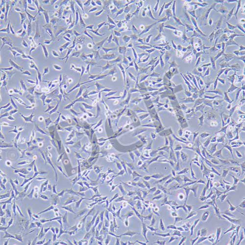 CHL 中國倉鼠肺細胞