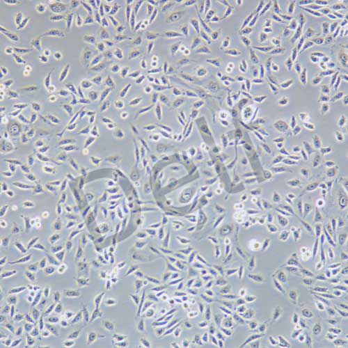 CHO 倉鼠卵巢細(xì)胞